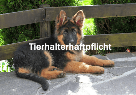 Tierhalterhaftpflicht